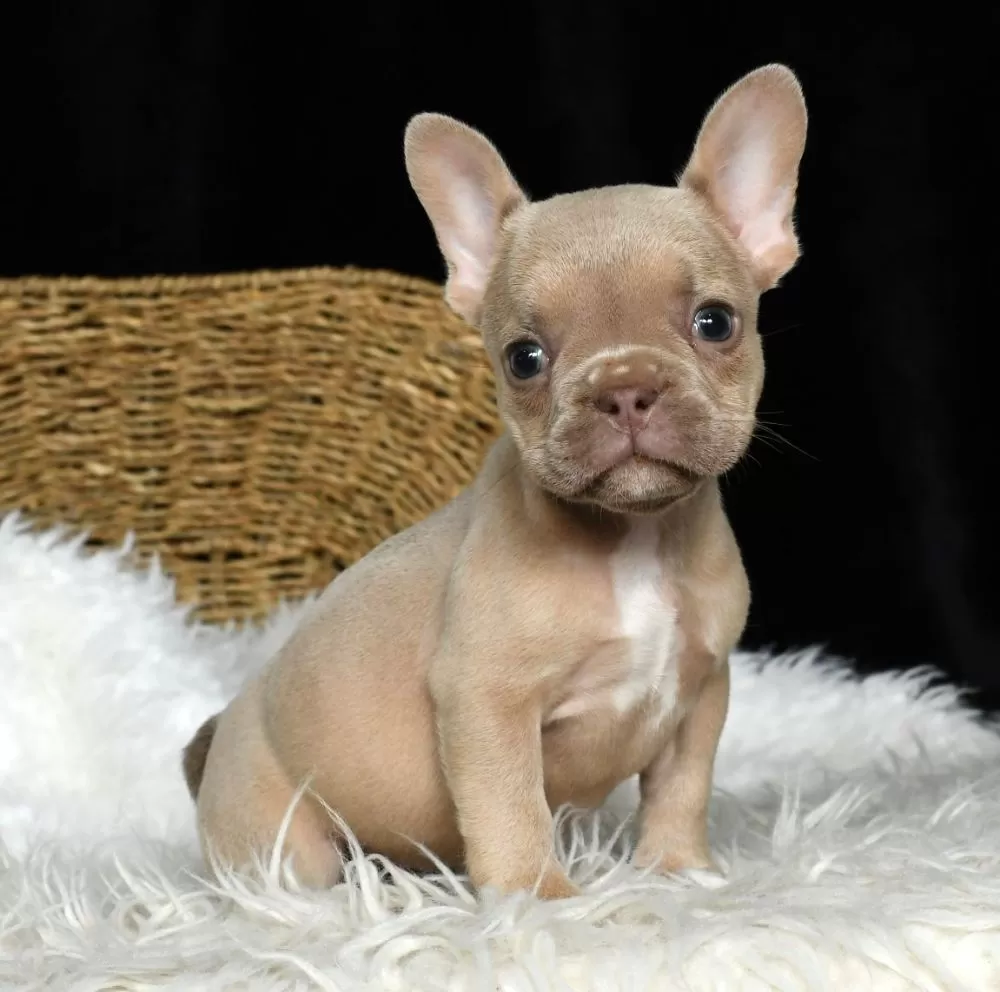 French Bulldog